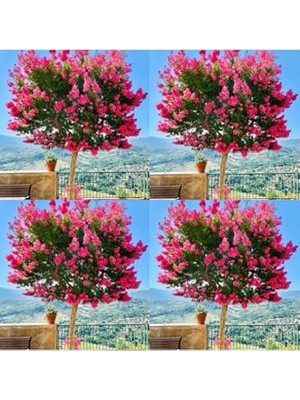 Bomii Videolu Mis Kokulu 4 Adet Oya Ağacı Fidanı Tüplüsaksılı 30-60CM (Lacebark Pine Sapling)
