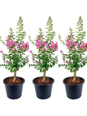 Bomii Videolu Hoş Kokulu 3 Adet Pembe Oya Ağacı Fidanı 30-65CM Tüplüsaksılı (Lacebark Pine Sapling)