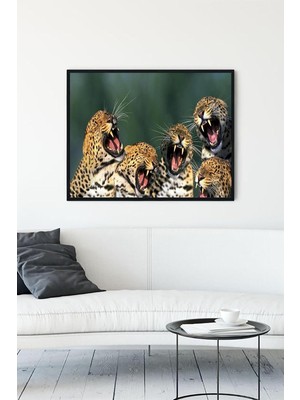 Rafta (PSTER11954) Gülen Leoparlar Eğlenceli Mizahi Çerçeveli Tablo (50X70CM)
