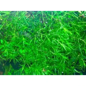 Özden Aquatics 1 Kap Lepistes Otu ( Najas Guadulupensis ) Canlı Akvaryum Bitkisi