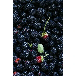 Dido Böğürtleni: Tatlı ve Suluböğürtlen Deneyimi 2 Yaşında