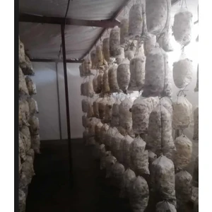 Istiridye Mantar Tohumu V2(1000 Gram)