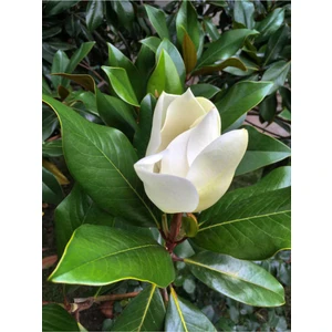 Bitkim Sende Yoğun Kokulu Manolya Ağacı Fidanı 1 Adet Saksılı/ Tüplü 50-70CM Bahçe Bitkisi