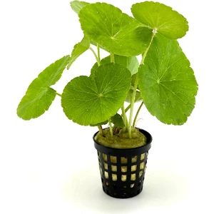 Özden Aquatics Hydrocotyle Leucocephala Canlı Akvaryum Bitkisi 1 Saksı