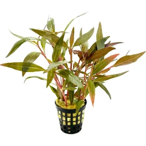 Özden Aquatics Alternanthera Reineckii Rosaefolia Canlı Akvaryum Bitkisi 1 Saksı