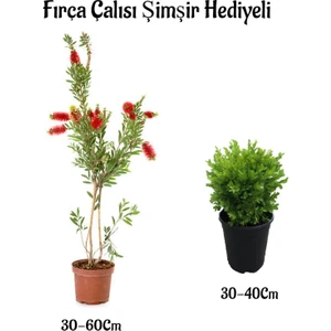 Serada Decor Plant Kırmızı Renk Fırça ÇALISI(30-60CM) Çalı Şimşiri Hediyeli Dış Mekan Bitkilerli
