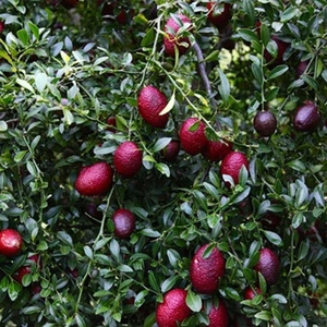 Berke Fidancılık Nadir Tüplü Red (Kırmızı) Australian Blood Limon Fidanı