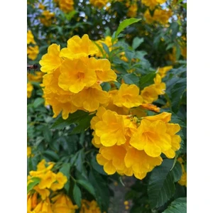 Bitkim Sende Videolu Acem Borusu Borazan Sarı Renkli (50 90CM) Saksılı/tüplü Bahçe Çiçeği Persian Cornflower