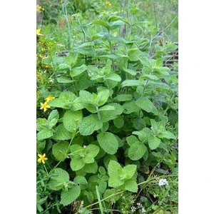 2 Adet Limon Otu Melisa Çiçeği Fidanı: Bahçenizi Güzel Kokularla Doldurun