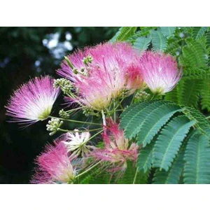3 Adet Gülibrişim Fidanı (Hibiscus Syriacus): Peyzaj ve Bahçeniz Için Muhteşem Bir Renk Cümbüşü