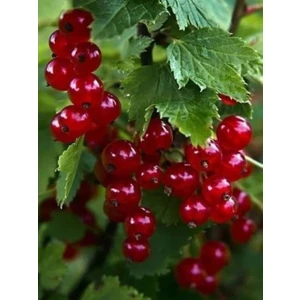 1 Adet Kırmızı Frenk Üzümü Fidanı Lezzetin ve Sağlığın Kaynağı