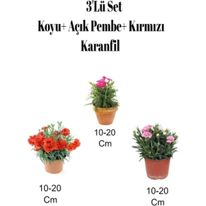 Bitkim Sende 3'lü Set Kırmızı+ Koyu- Açık Pembe Karanfil Çiçeği Dış Mekan Bitkisi