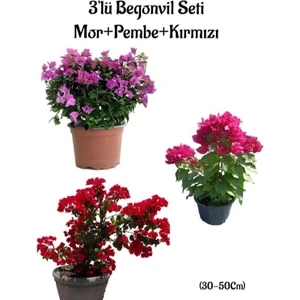 Bitkim Sende Mor Begonvil+Pembe Begonvil+Kırmızı Begonvil 3'lü Bahçe Peyzaj Seti