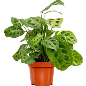 Fidan Burada Maranta Kerchoveana-Dua Çiçeği-İthal 30 Cm