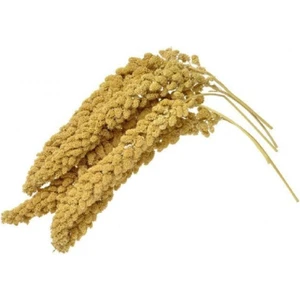 Kanatlı Shop Daldarı Sarı 250 gr