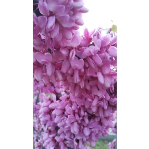 3 Adet Tüplü Erguvan Ağacı (Cercis Siliquastrum) Fidanı (50*80 cm Boy Tüplü]