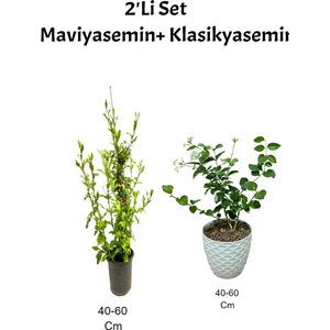 Serada Decor Plant Mavi Yasemin Çiçeği+ Klasik Yasemin ( Izmir Yasemini) Dış Mekan Bitkisi