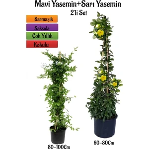 Bitkim Sende Mavi Yasemin Fidanı+Sarı Yasemin Fidanı 2'li Bahçe  Peyzaj Bitki Seti