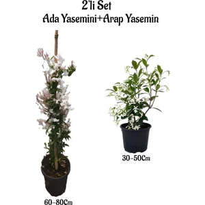 Bitkim Sende Mis Kokulu Ada Yasemini Fidanı +Arap Yasemini Fidanı 2'li Bahçe Peyzaj Seti