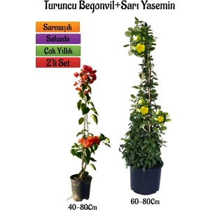Bitkim Sende Turuncu Begonvil Çiçeği Fidanı+Sarı Yasemin Fidanı 2'li Bahçe Peyzaj Seti