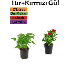 Bitkim Sende Yoğun Kokulu Itır Çiçeği + Kırmızı Gül Fidanı (15-20 Cm) Saksılı Dış Mekan Bitkileri