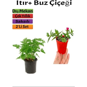 Bitkim Sende Yoğun Kokulu Itır ( Gül Damlası)+ Buz Çiçeği (5-15 Cm) Saksılı Dış Mekan Bitkileri