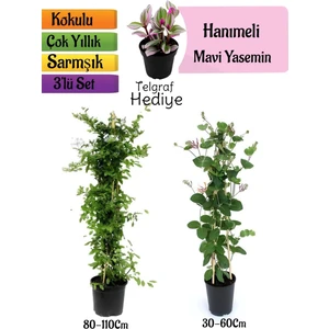 Bitkim Sende Mavi Yasemin+Kokulu Hanımeli Çiçeği+Telgraf Çiçeği Hediyeli 3'lü Peyzaj Seti