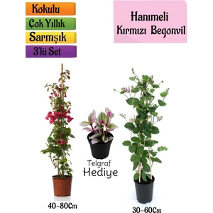 Serada Decor Plant Kırmızı Begonvil+Kokulu Hanımeli Çiçeği+Telgraf Çiçeği Hediyeli 3'lü Peyzaj Seti