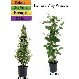 Serada Decor Plant Mis Kokulu Arap Yasemin+Kokulu Hanımeli Çiçeği Fidanı 2'li Bahçe Peyzaj Seti