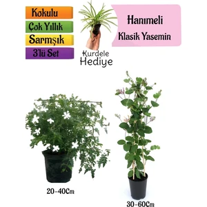 Bitkim Sende Klasik Kokulu Yasemin+Kokulu Hanımeli Çiçeği+Kurdele Çiçeği Hediyeli 3'lü Peyzaj Seti