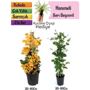 Bitkim Sende Sarı Begonvil+Kokulu Hanımeli Çiçeği+Kurdele Çiçeği Hediyeli 3'lü Peyzaj Seti