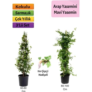 Bitkim Sende Mavi Yasemin+ Arap Yasemini+ Itır Çiçeği Hediyeli