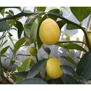 Yenilebilir Tüplü Süs Limonu Üzeri Meyveli 3 Yaş 1m