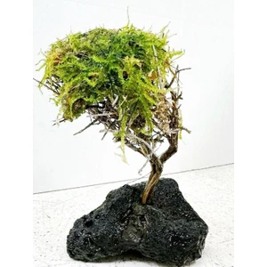 Canlı Petshop Moss Sarılı Ağaç Figürü Lav Kayasına Tutturulmuş Moss Ağacı Karides Yuvası ve Akvaryum Dekoru 1 Adet 15-20 cm Boy