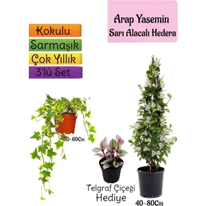 Bitkim Sende Mis Kokulu Arap Yasemini+Alacalı Hedera Helix Sarmaşığı+Telgraf Çiçeği Hediye 3'lü Set