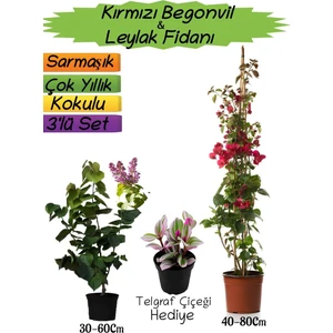 Bitkim Sende Kırmızı Renk Begonvil+Kokulu Mor Leylak Fidanı+Telgraf Çiçeği Hediyeli 3'lü Peyzaj Seti
