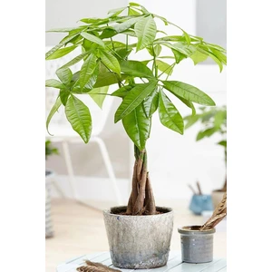 Garden Online Pachira - Para Ağacı Canlı Salon Bitkisi 50 - 60 cm