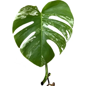 Monstera Deliciosa 'Albo Variegata' (Çelik)