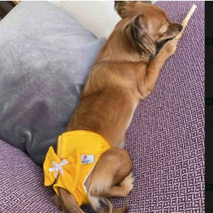 Dişi Köpek Regl Külodu