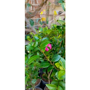 Kamelya Pembe Çiçekli 50 cm