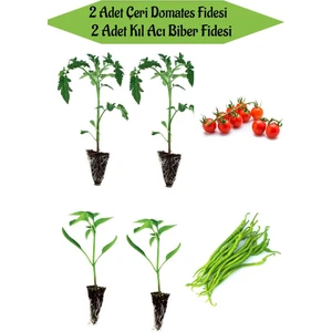 Bitkim Sende Fide Seti 2 Adet Çeri Domates Fidanı+ 2 Adet Yeşil Kıl Acı Biber Fidanı