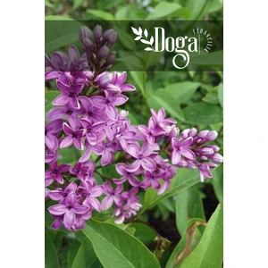 Doğa Fidancılık Mor Renkli Leylak ( Syringa Vulgaris ) Ağacı Fidanı 2 Yaş