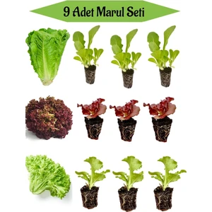 Serada Decor Plant 3 Adet Düz Marul Fidesi+ 3 Adet Kırmızı Kıvırcık Marul Fidesi+3 Adet Kıvırcık Marul Fidesi