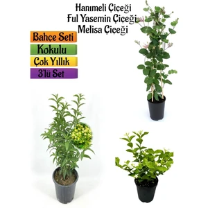 Serada Decor Plant Kokulu Bahçe Seti Hanımeli Fidanı+Melisa Çiçeği +Ful Yasemin FIDANI(40-80CM)