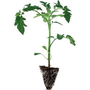 Serada Decor Plant 4 Adet Bodur Çeri Domates Fidesi ( Tohum Değildir Fidedir)