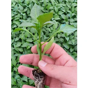 Serada Decor Plant 3 Adet Yeşil Uzun Mazomort Biber Fidesi (Üç Burun) ( Tohum Değildir Fidedir)