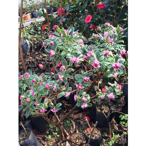Kafkas Gülü(Daphne) Kokulu 15 -25 cm