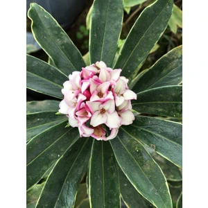 Kafkas Gülü(Daphne) Kokulu 50-75 cm