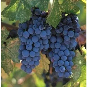 Üzüm Fidanı Kokulu Siyah Karadeniz  50-80 cm Tüplü