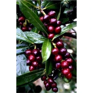 Karayemiş 150-200 cm Özel Kalite Olarak 5 Yaş